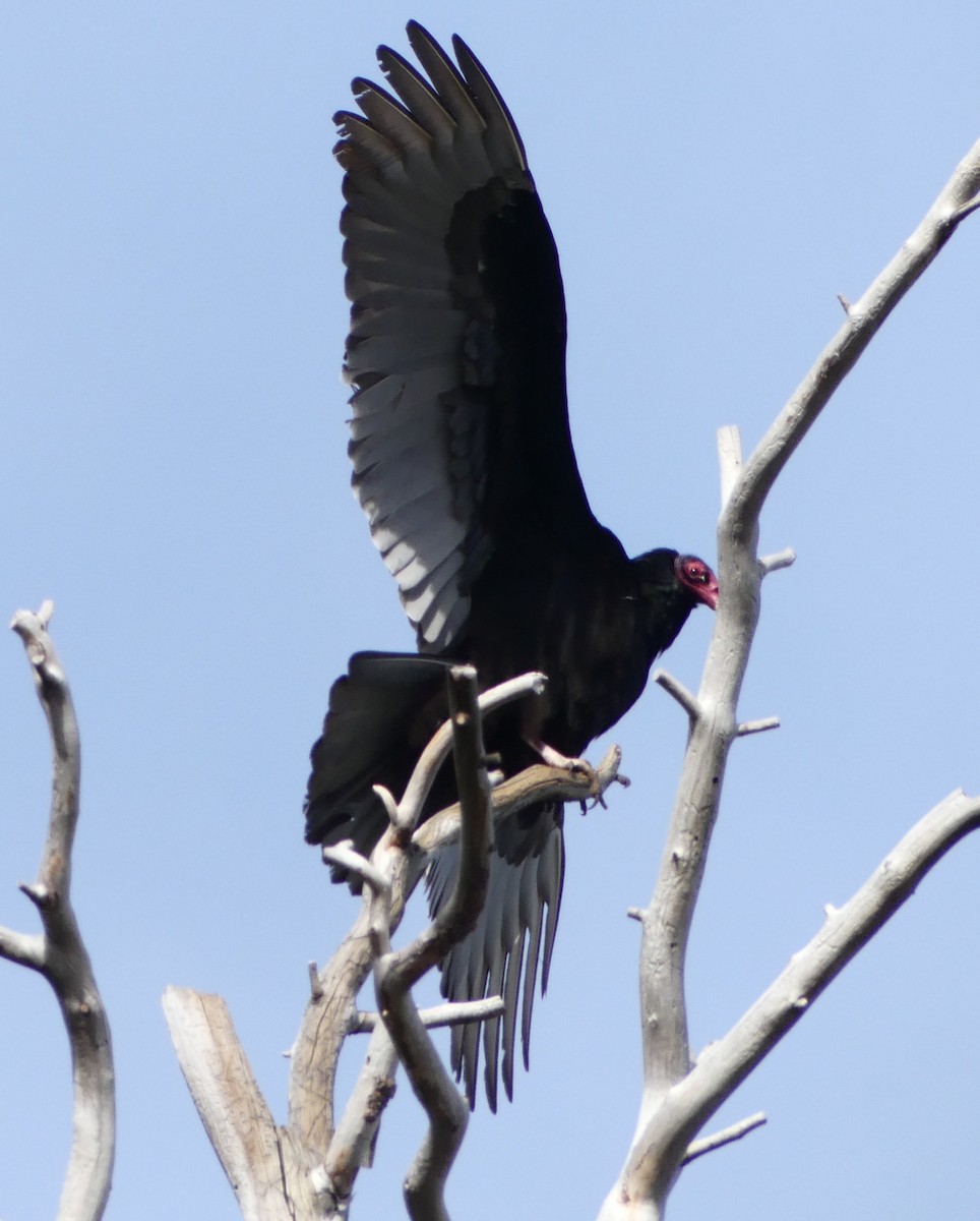 Turkey Vulture - ML430092321