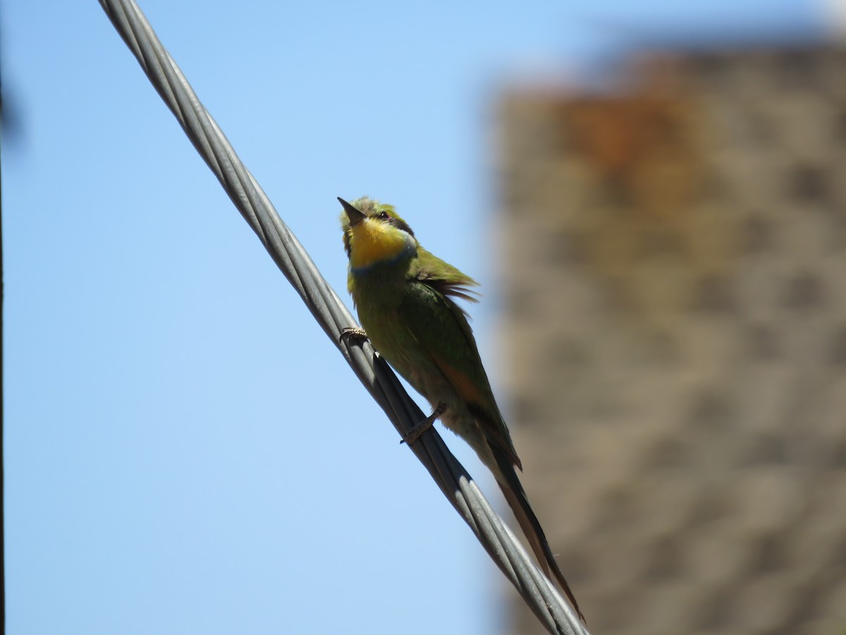 Swallow-tailed Bee-eater - ML43009791