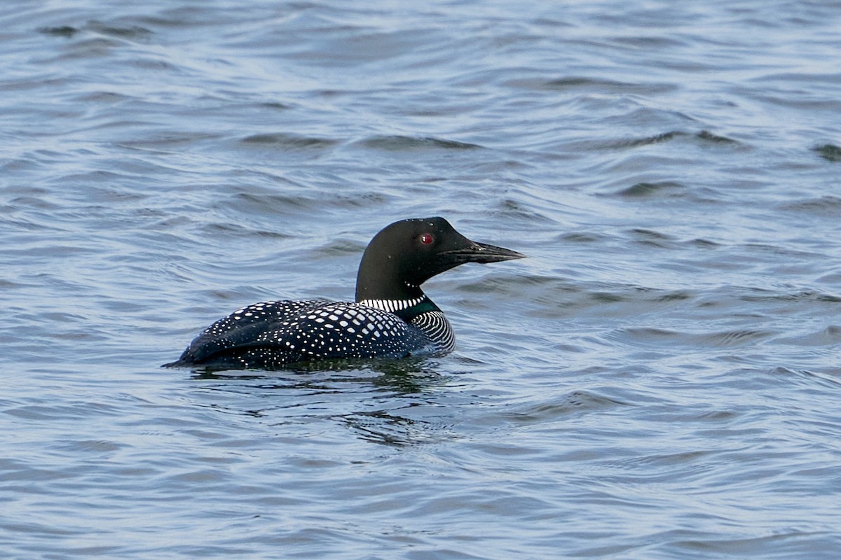 Common Loon - Thane Dinsdale