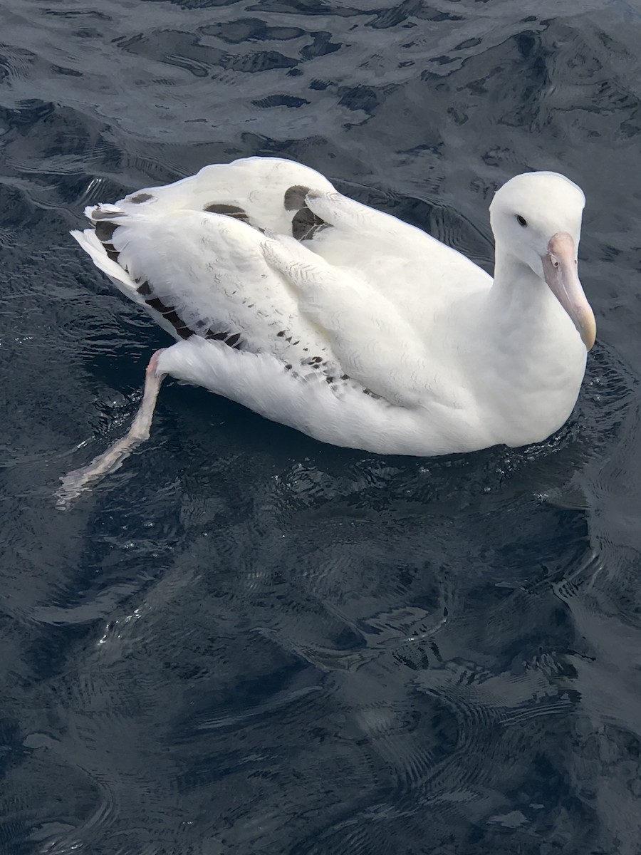 Snowy/Tristan/Antipodean Albatross - R. Paul  Favale, Jr.