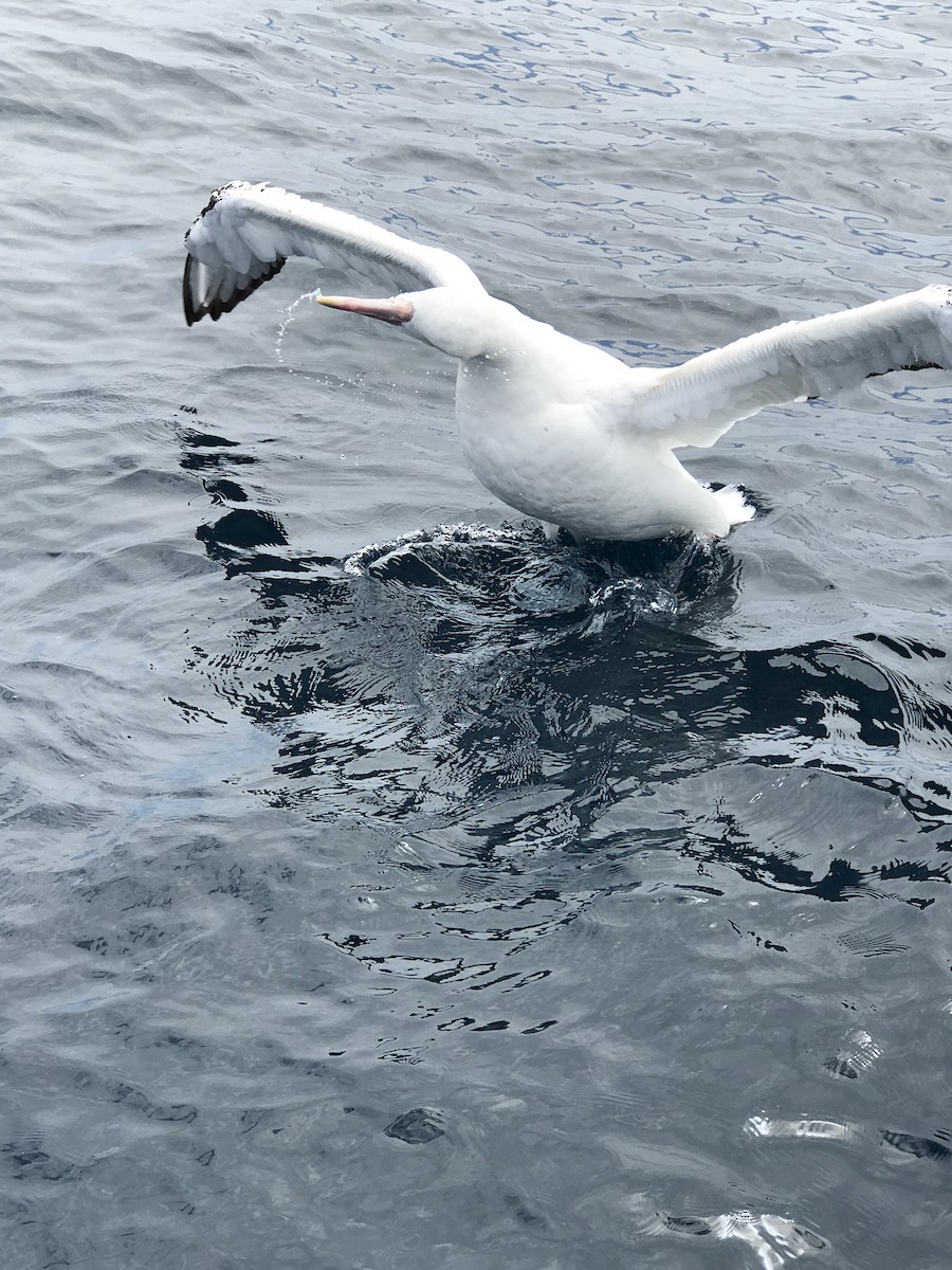 Snowy/Tristan/Antipodean Albatross - ML43010241