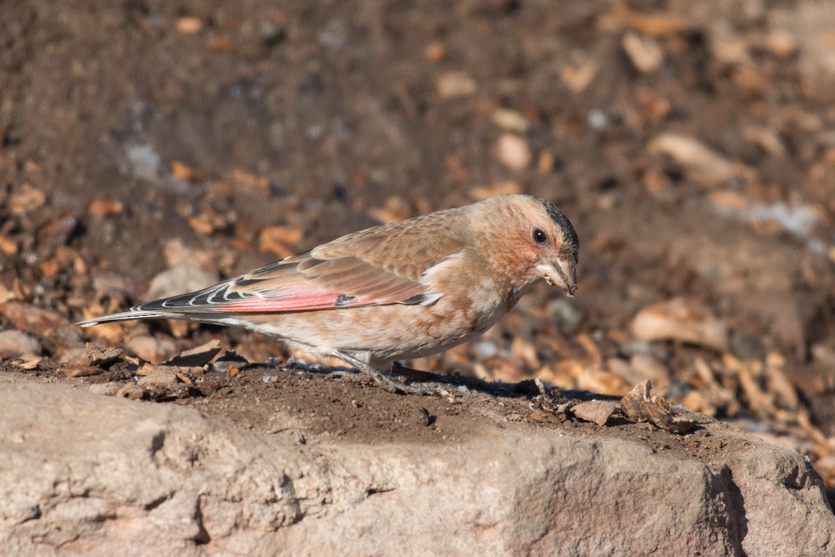 Crimson-winged Finch (African) - ML43010561