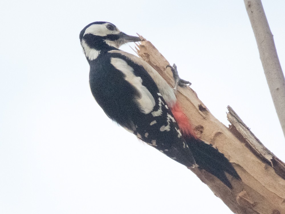 Great Spotted Woodpecker - ML43010921