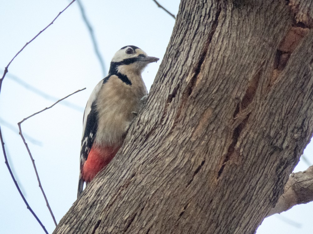 Great Spotted Woodpecker - ML43010931