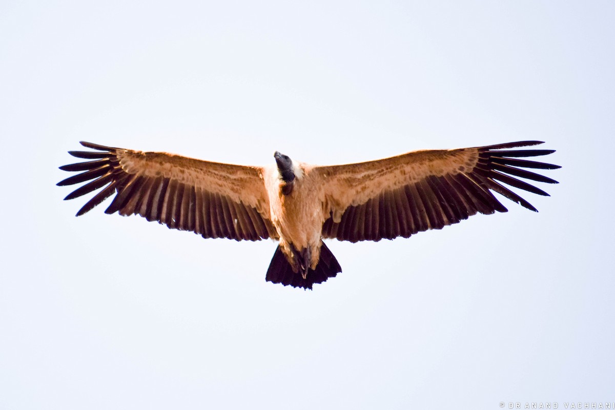 Indian Vulture - Anand Vachhani
