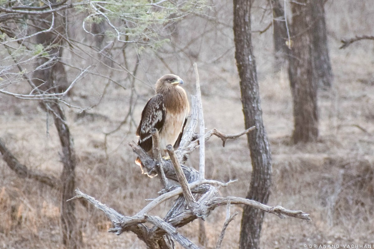 Greater Spotted Eagle - Anand Vachhani