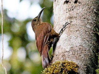  - Strong-billed Woodcreeper (Andean/Northern)