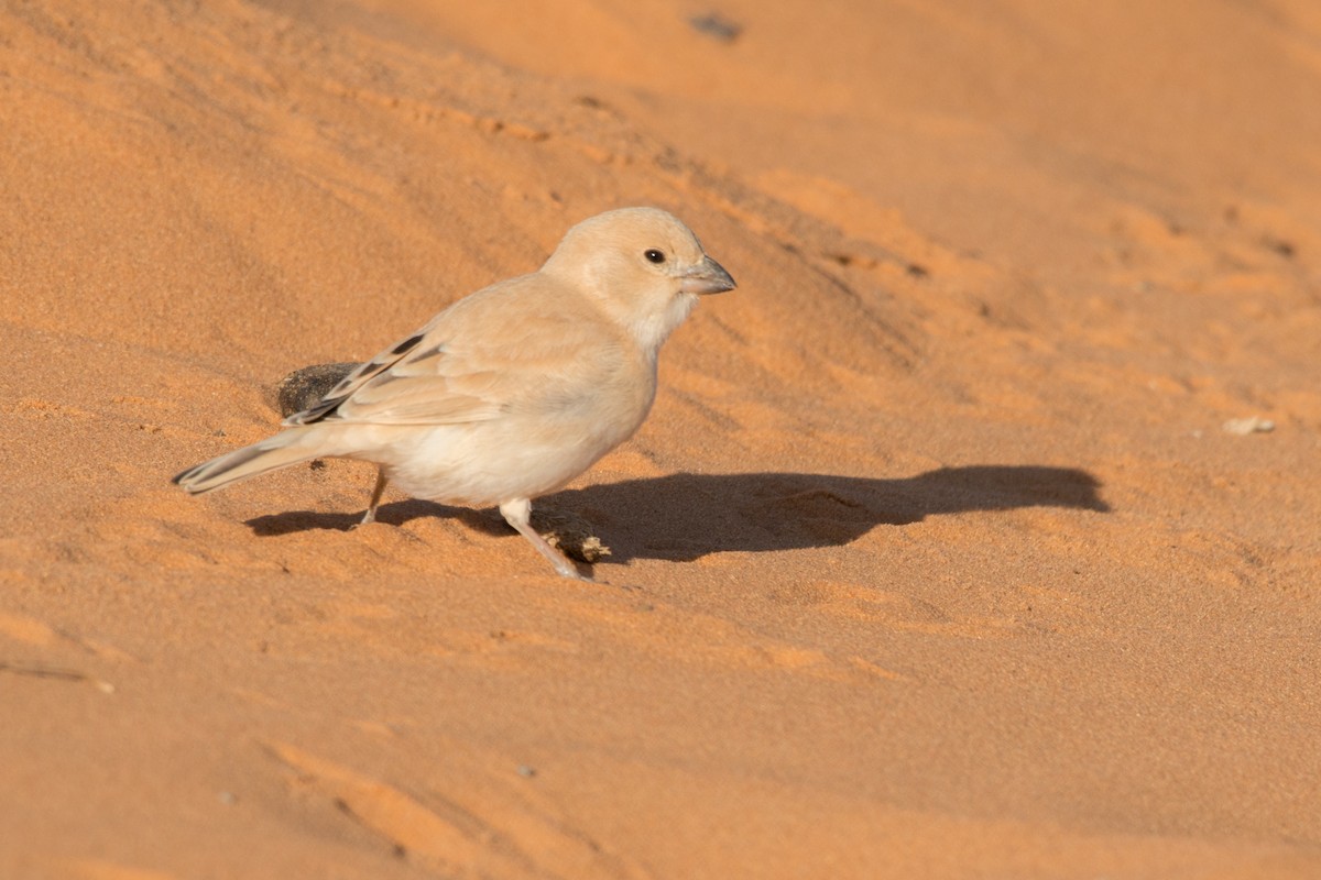 Desert Sparrow - ML43012011