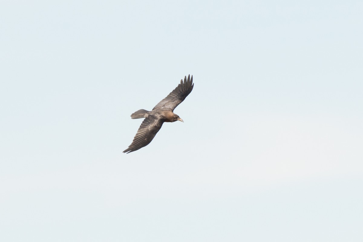Brown-necked Raven - ML43012081