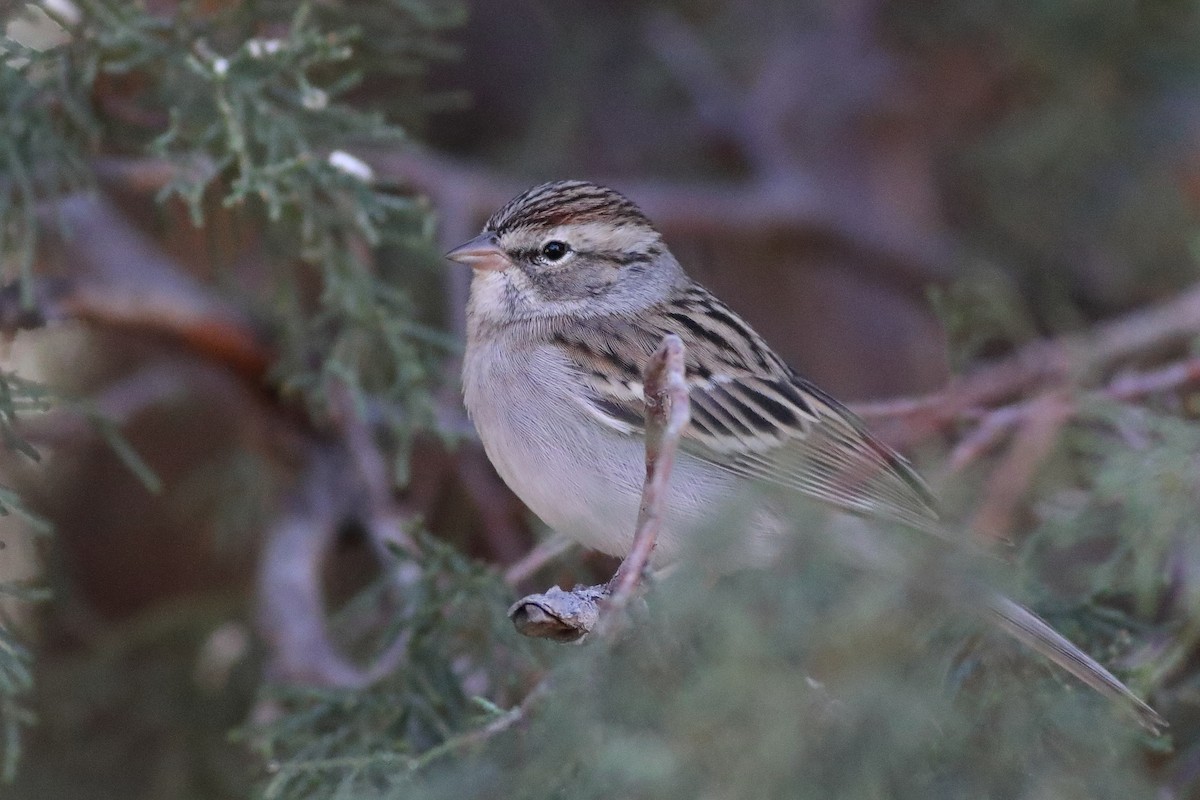 Chipping Sparrow - Graham Montgomery