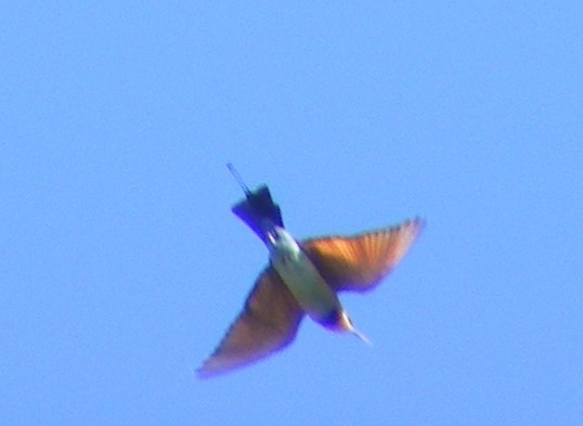 Rainbow Bee-eater - ML430121991