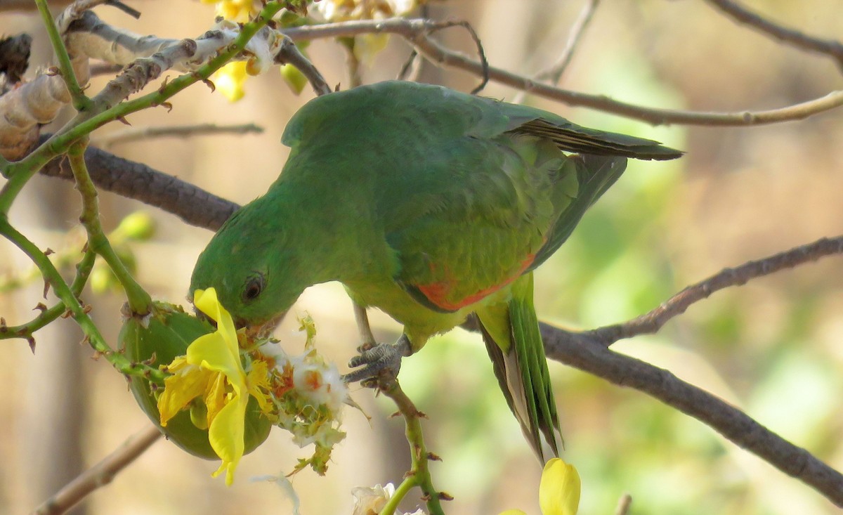 Red-winged Parrot - ML430126431