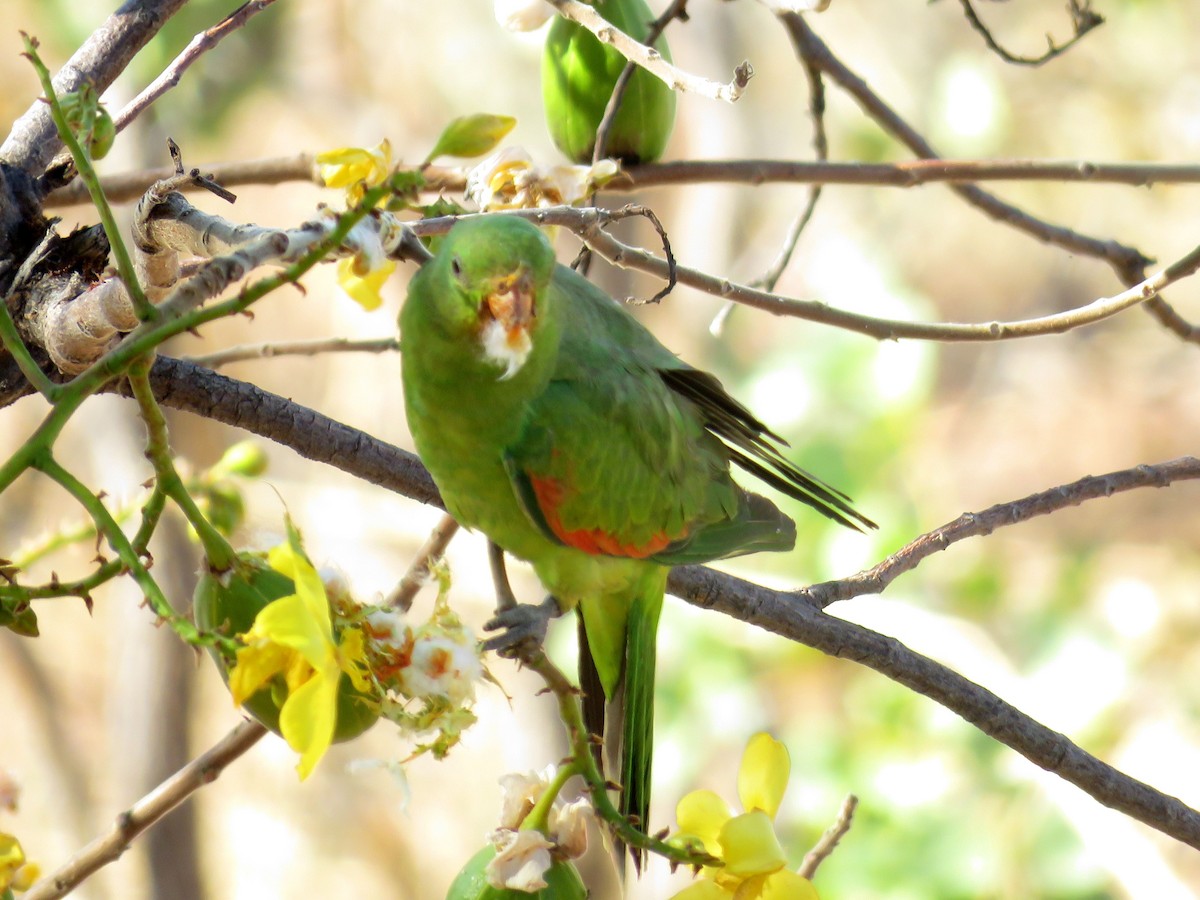 Red-winged Parrot - ML430126441