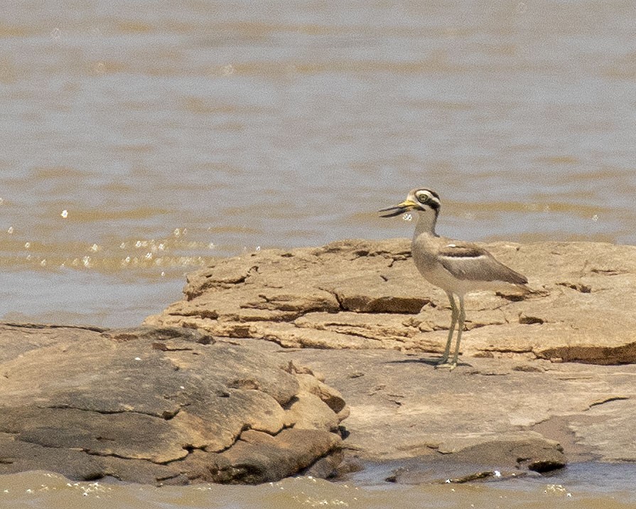 Great Thick-knee - ML430132461