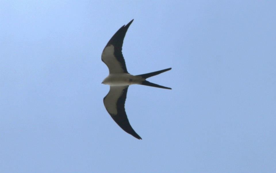 Swallow-tailed Kite - ML43013691