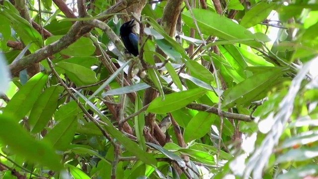 Greater Racket-tailed Drongo - ML430141411