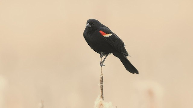 Red-winged Blackbird - ML430142701
