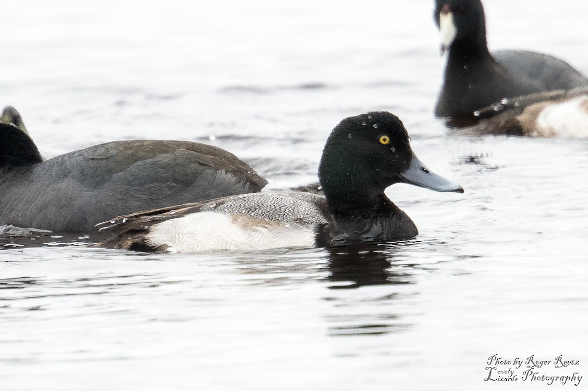 Greater Scaup - Roger Reets