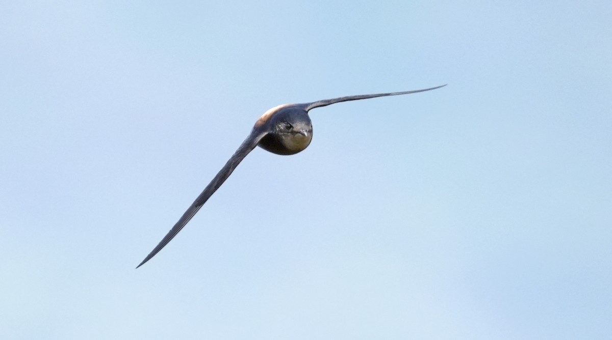 Silver-backed Needletail - ML430149951