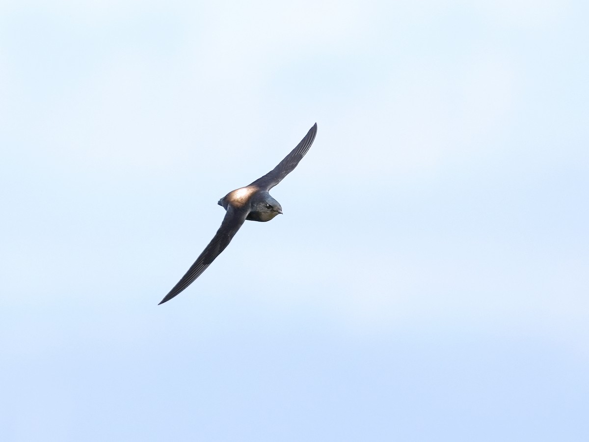 Silver-backed Needletail - ML430150101