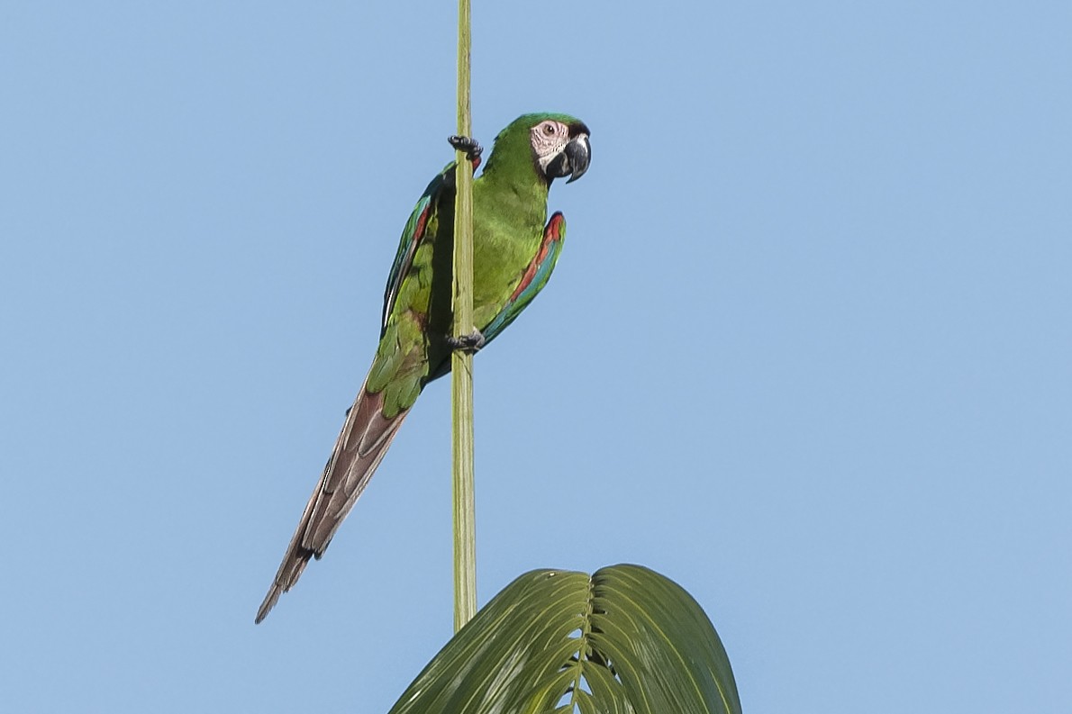 Chestnut-fronted Macaw - ML430153801