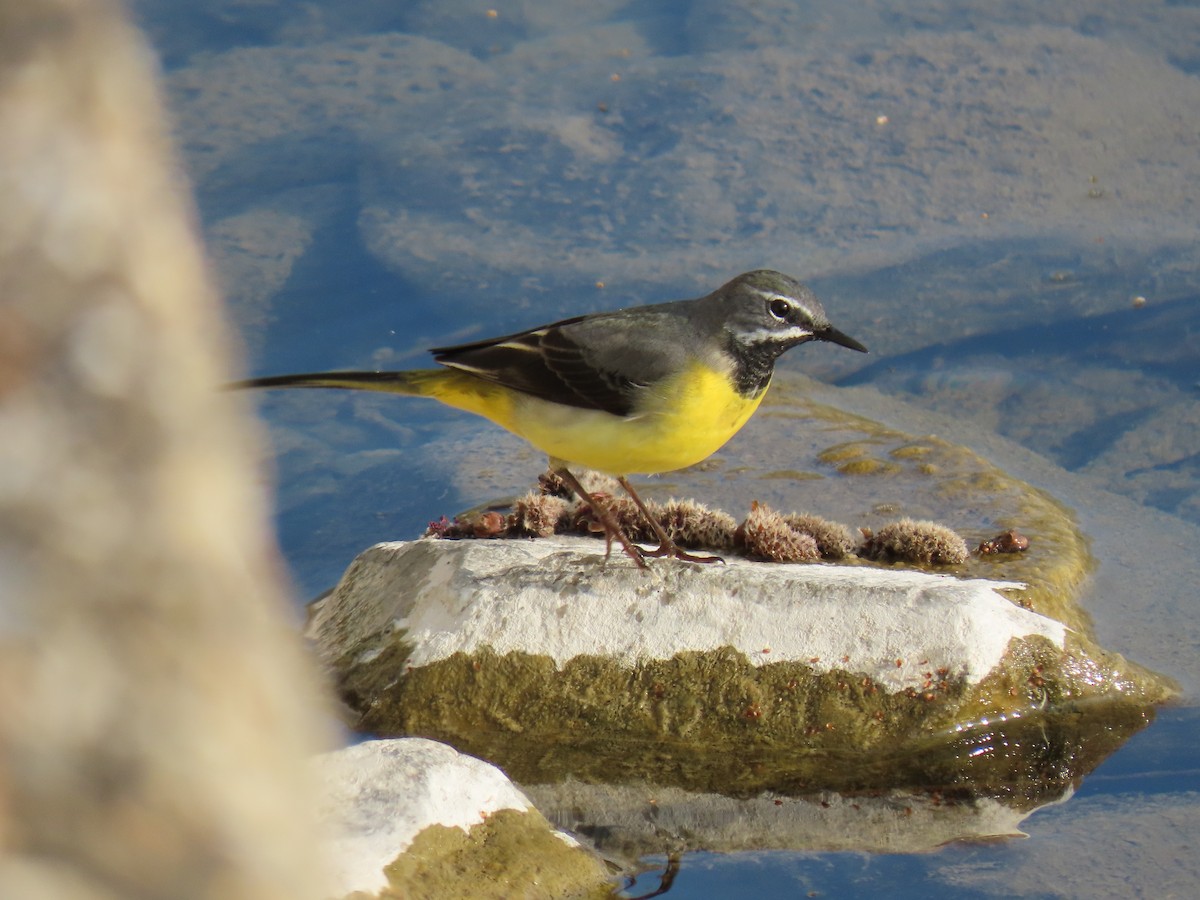 Gray Wagtail - Stephen Younger