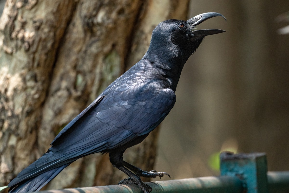 Large-billed Crow - ML430156941
