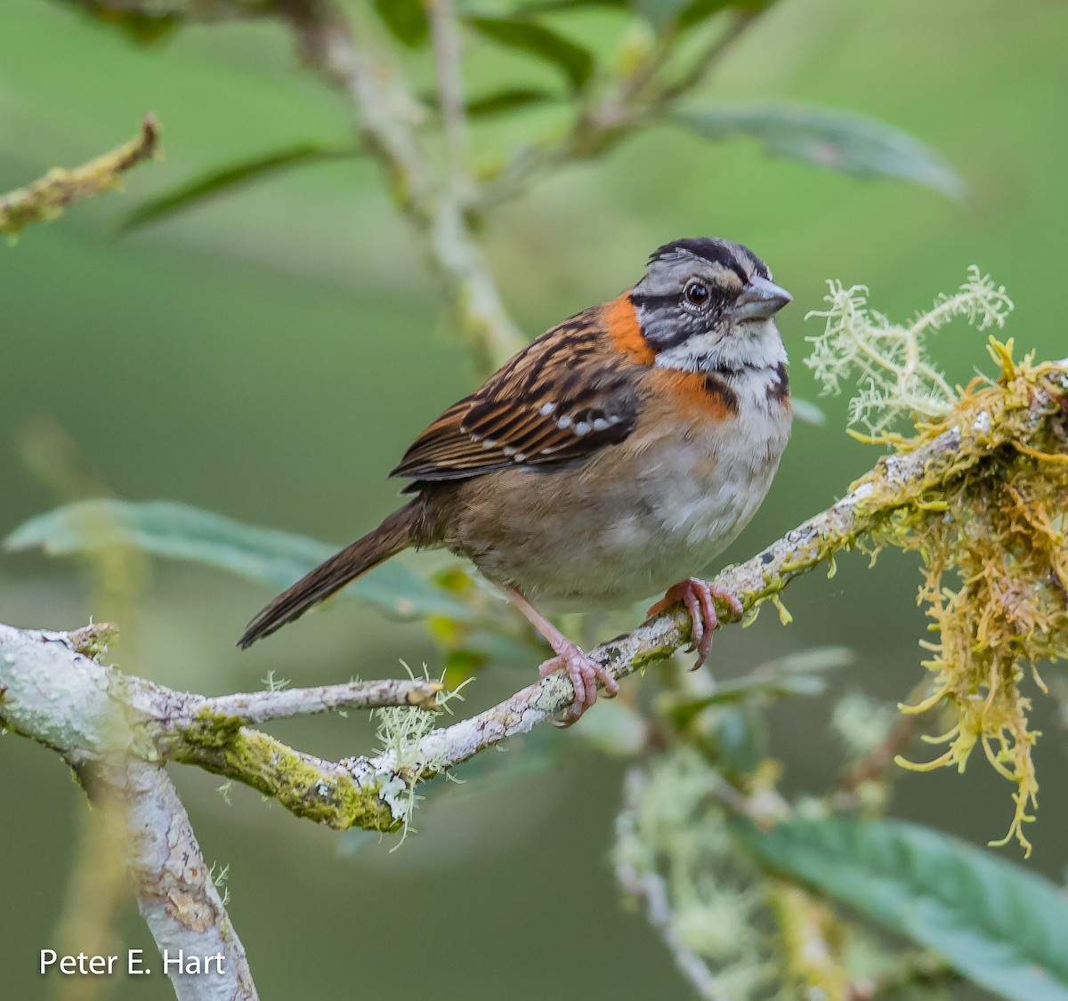 Rufous-collared Sparrow - ML43015701