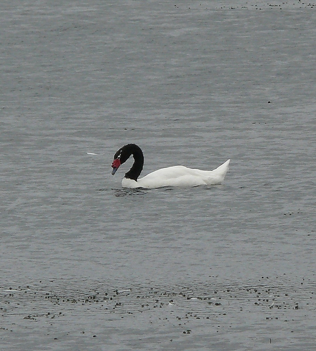 Black-necked Swan - ML430157711
