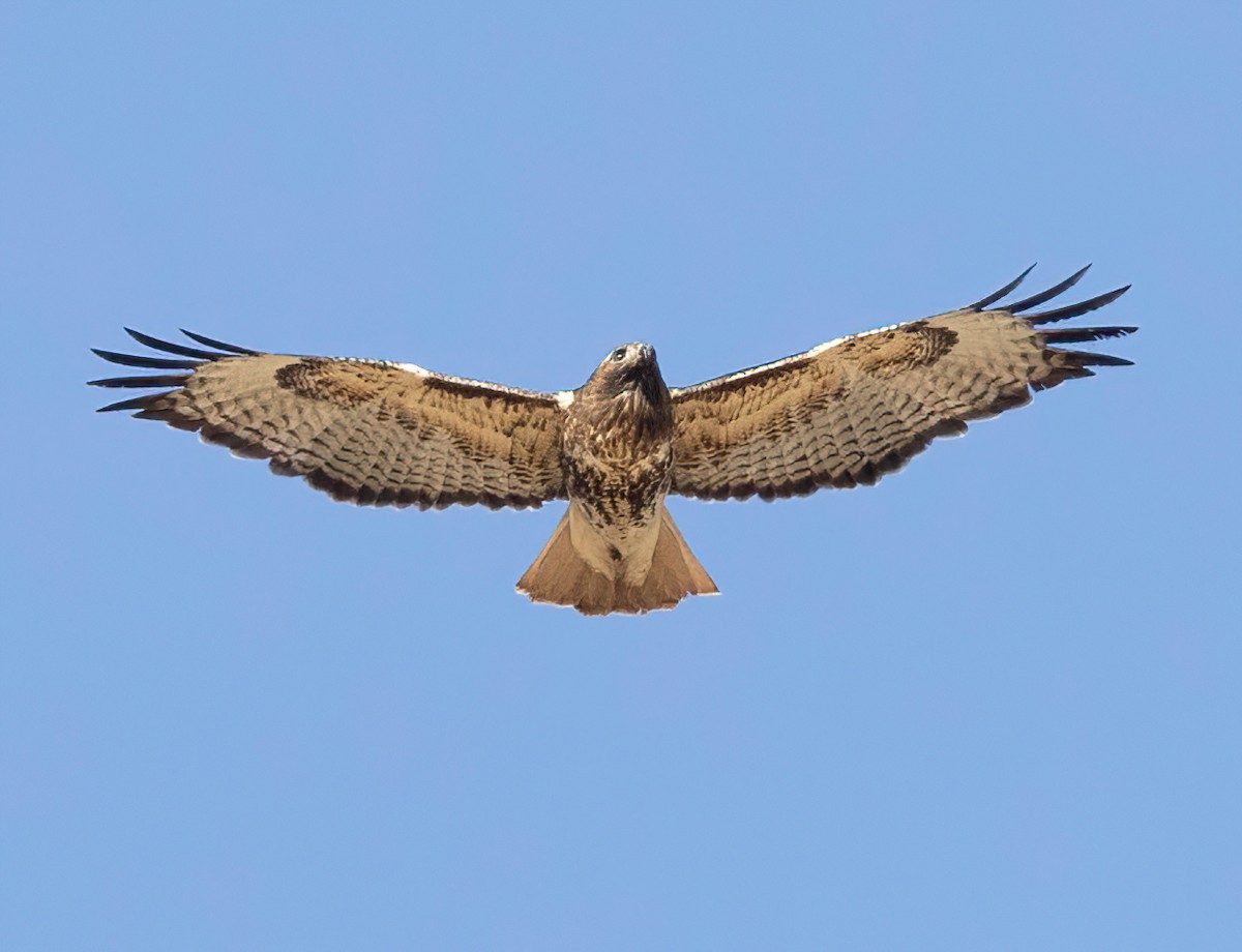 Red-tailed Hawk - ML430159341