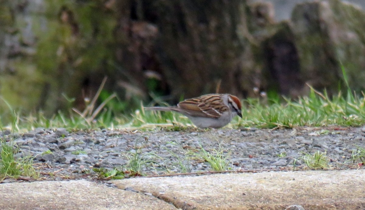 Chipping Sparrow - ML430164981