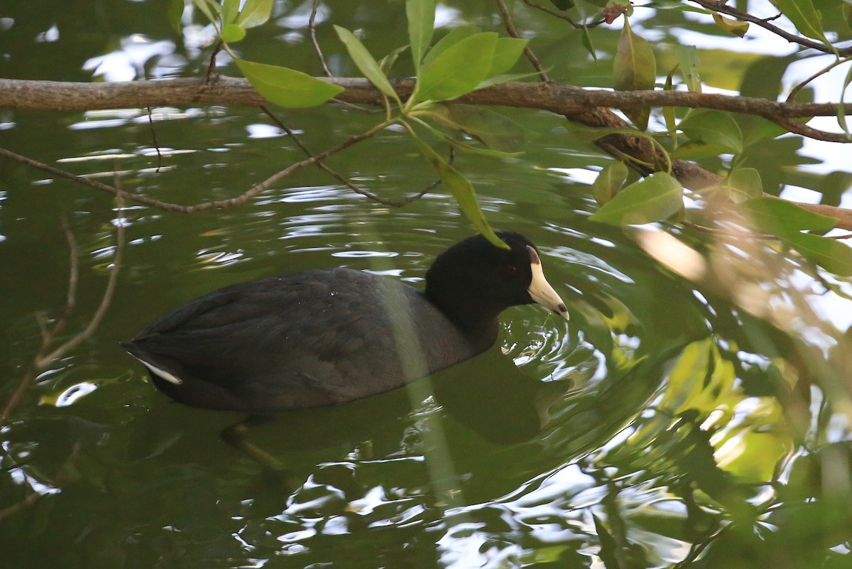 American Coot (Red-shielded) - ML43016691