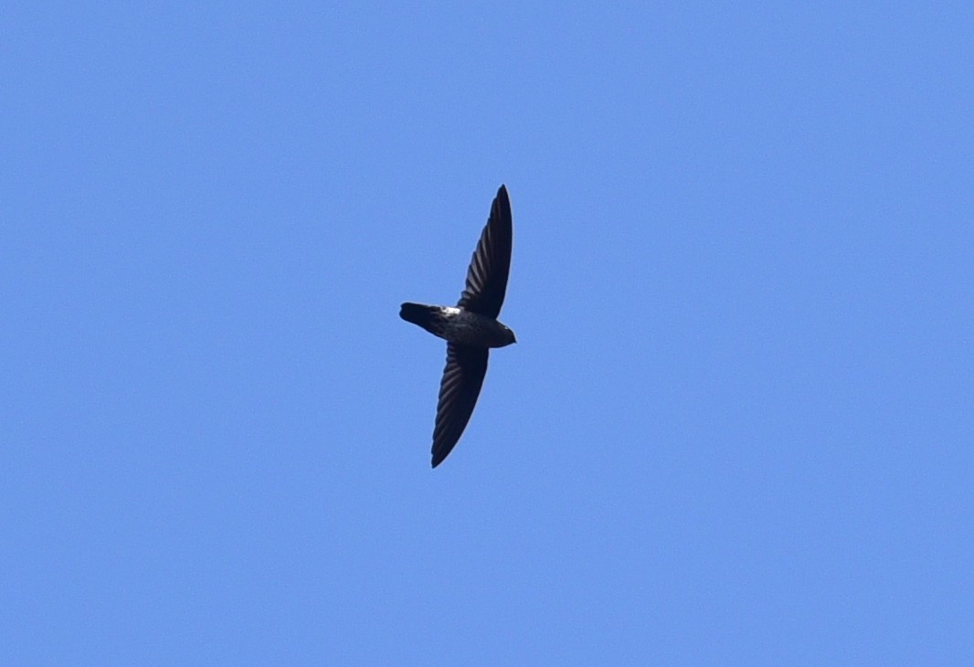 Cave Swiftlet - ML430169101