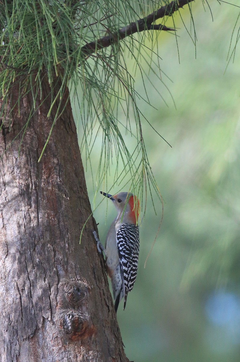 Red-bellied Woodpecker - ML43017121