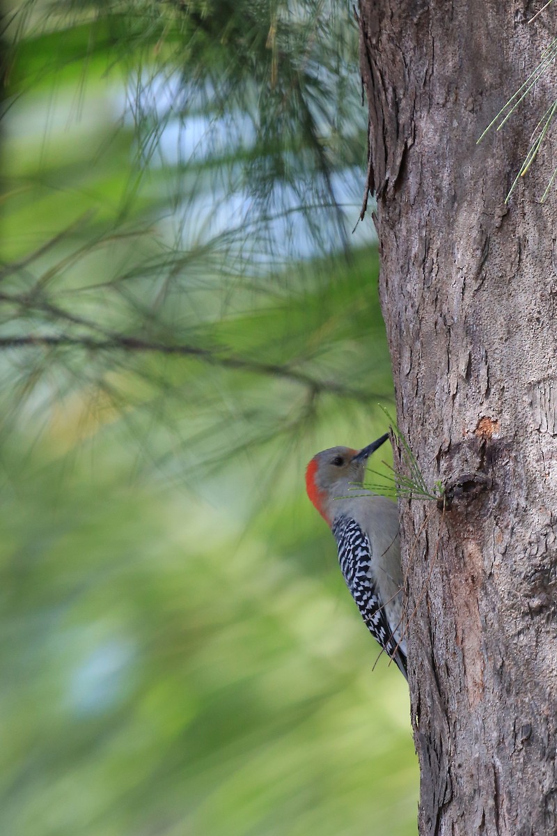 Red-bellied Woodpecker - ML43017141