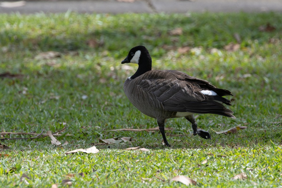 Cackling Goose (Aleutian) - ML430177841