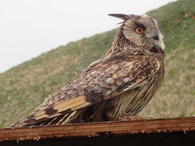 Long-eared Owl (Eurasian) - McKenzie Mudge