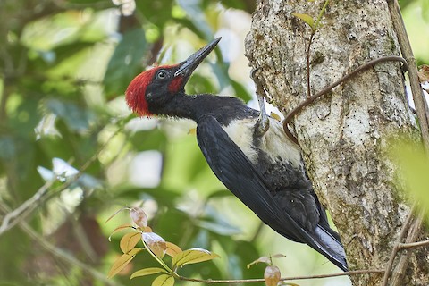 Photos - White-bellied Woodpecker - Dryocopus javensis - Birds of 