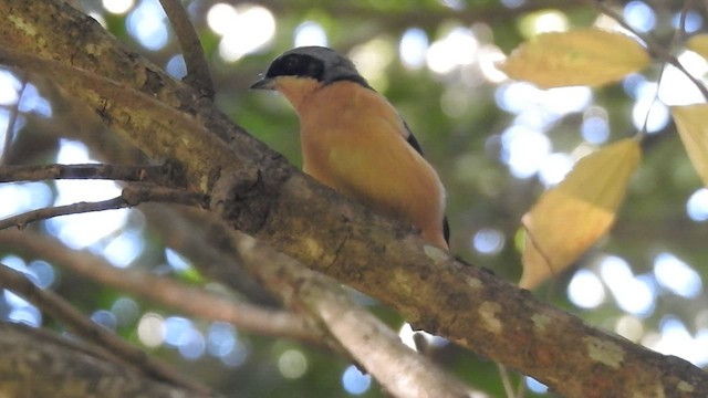 Fawn-breasted Tanager - ML430185131