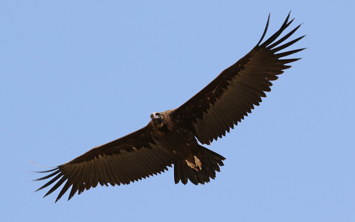 Cinereous Vulture - ML430186341