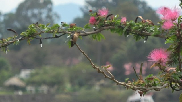Sparkling-tailed Hummingbird - ML430187471
