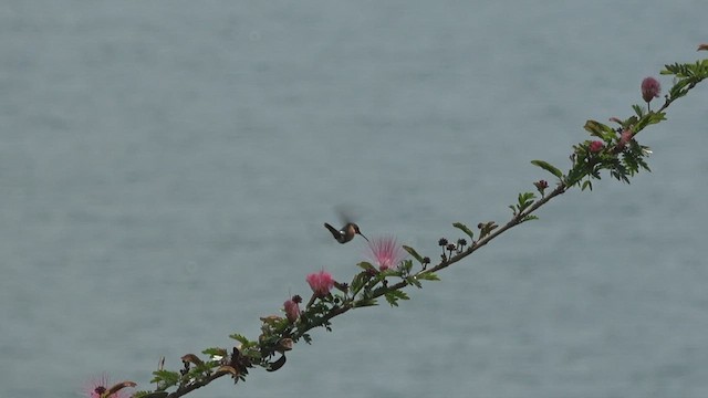 Sparkling-tailed Hummingbird - ML430187641