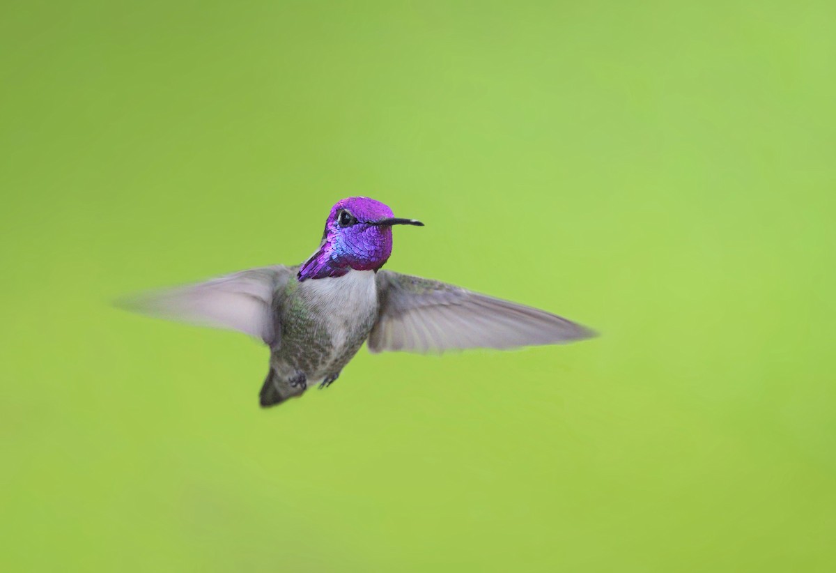 Costa's Hummingbird - Michael Stremciuc