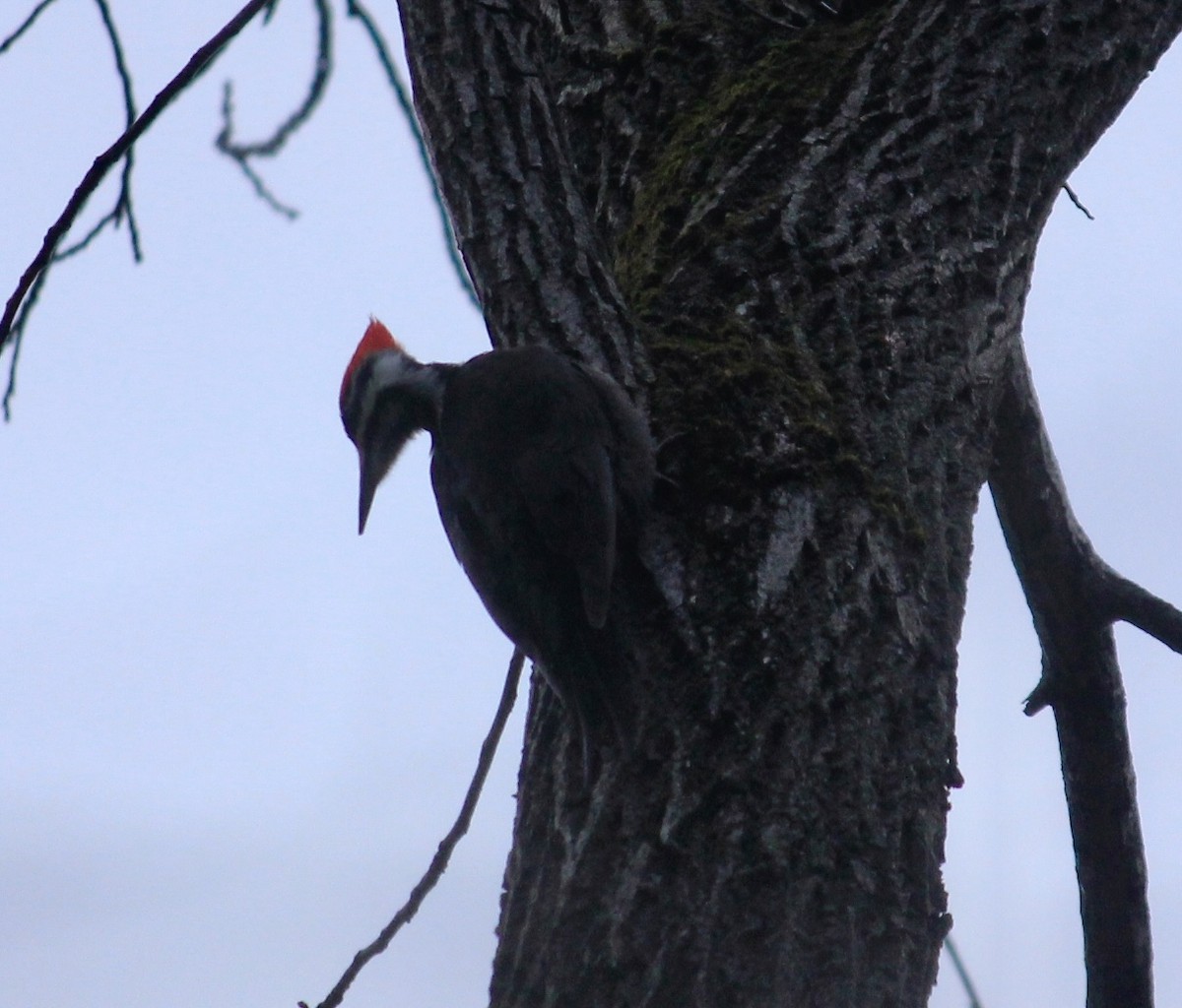 Pileated Woodpecker - Rebecca Parkes