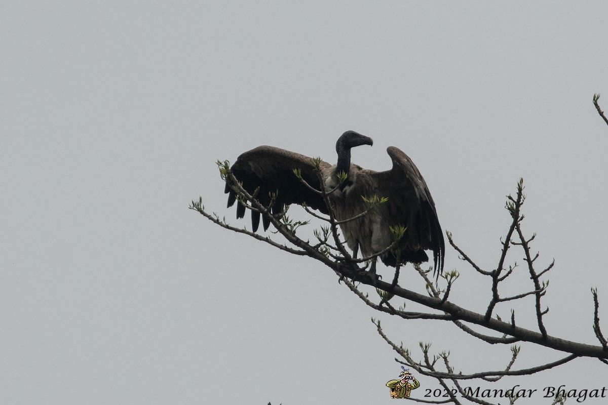 Slender-billed Vulture - ML430195991