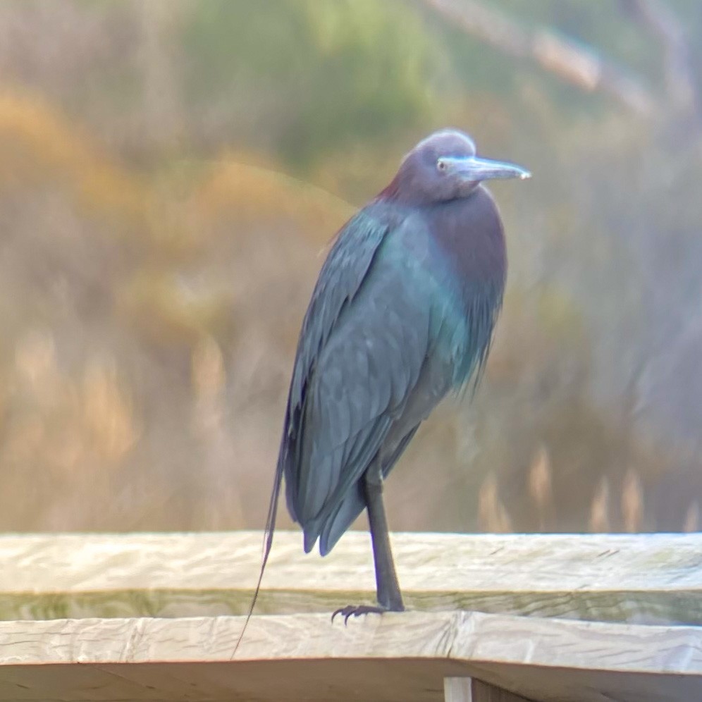 Little Blue Heron - Douglas Bruns