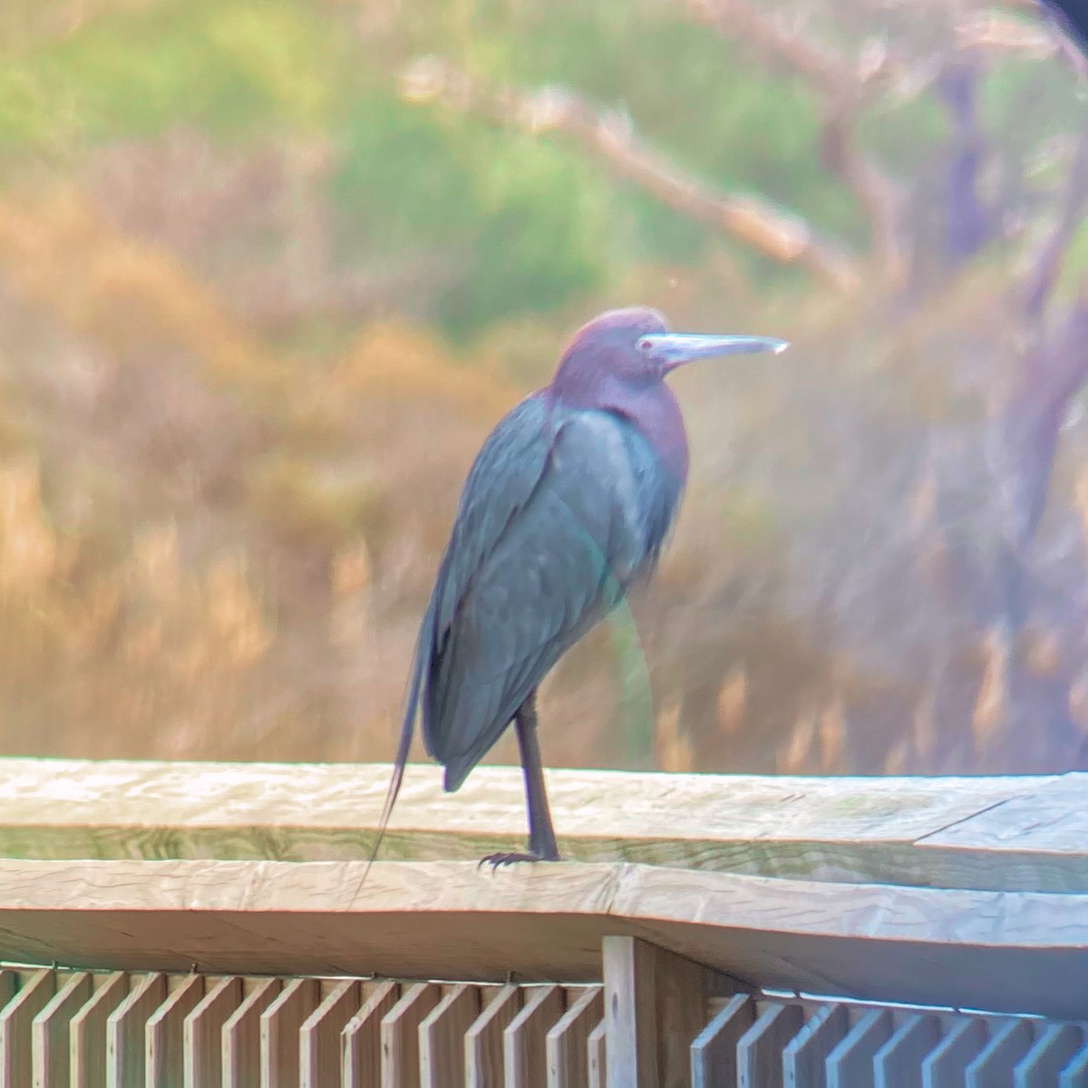 Little Blue Heron - Douglas Bruns