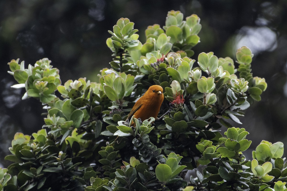 Hawaii-Akepakleidervogel - ML430213191