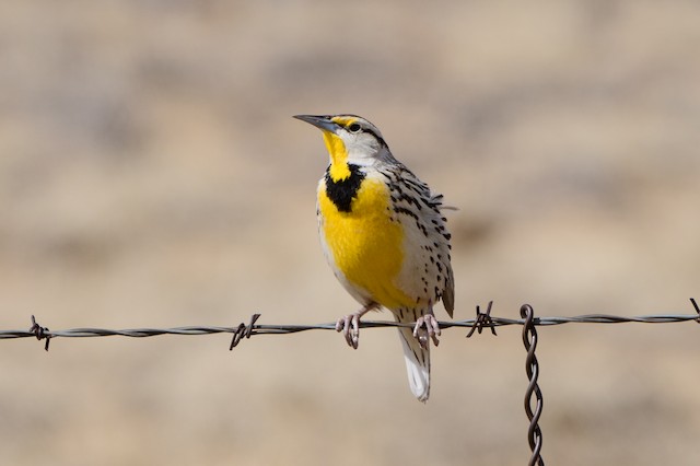 Frontal view (subspecies <em class="SciName notranslate">lilianae</em>). - Chihuahuan Meadowlark - 