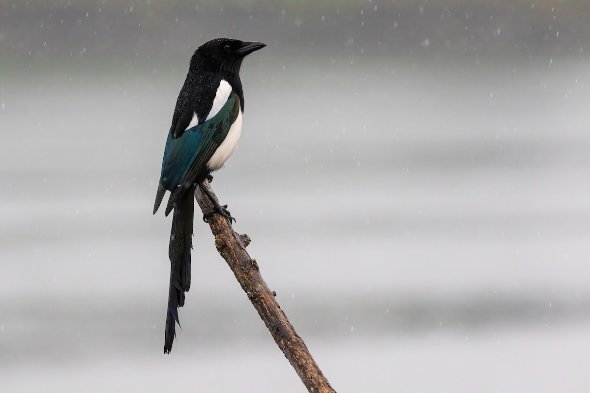 Eurasian Magpie (Eurasian) - ML430230401